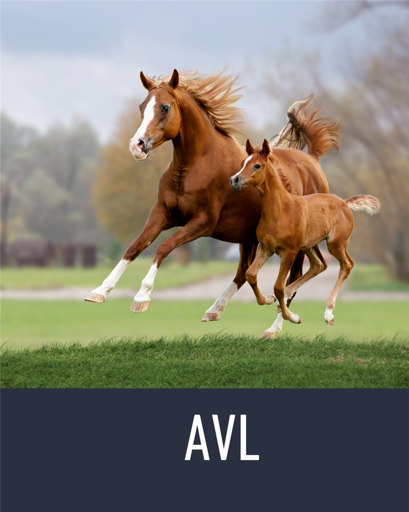 Avl